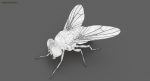 Housefly (RIGGED) 3D Model Online | Animal 3D Model Online