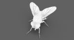 Housefly (RIGGED) 3D Model Online | Animal 3D Model Online