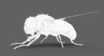 Housefly (RIGGED) 3D Model Online | Animal 3D Model Online