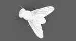 Housefly (RIGGED) 3D Model Online | Animal 3D Model Online