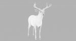 Deer 3D Model Online | Animal 3D Model Online