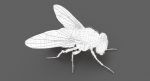 Housefly (RIGGED) 3D Model Online | Animal 3D Model Online