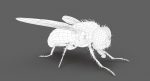 Housefly (RIGGED) 3D Model Online | Animal 3D Model Online