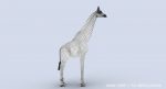 Giraffe (FUR) (RIGGED) 3D Model Online | Animal 3D Model Online