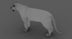 White Tiger 3D Model Online | Animal 3D Model Online