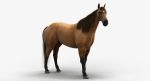 Horse 3D Model Online