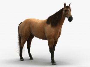 Horse 3D Model Online