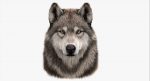 Wolf Head (FUR) 3D Model Online | Animal 3D Model Online