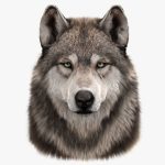 Wolf Head (FUR) 3D Model Online | Animal 3D Model Online