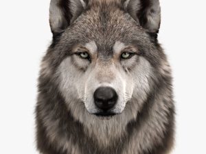 Wolf Head (FUR) 3D Model Online | Animal 3D Model Online