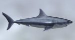 Great White Shark 3D Model Online