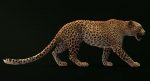 Leopard 3D Model Online | 3D Model Online
