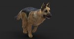 German Shepherd 3D Model Online