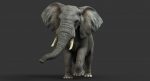 African Elephant (FUR) (ANIMATED) 3D Model Online | Animal 3D Model Online