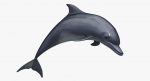 Dolphin 3D Model Online