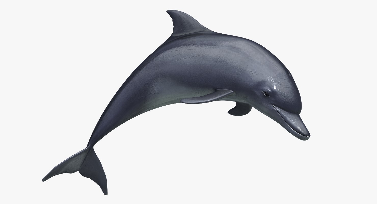 Buy DOLPHIN 3D Models Online DOLPHIN 3D Models for Download