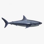 Great White Shark 3D Model Online