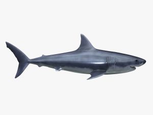 Great White Shark 3D Model Online