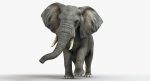 African Elephant (FUR) (ANIMATED) 3D Model Online | Animal 3D Model Online