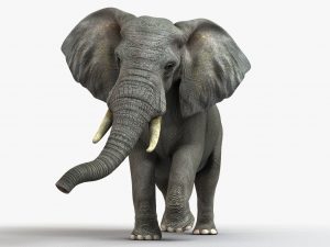 African Elephant (FUR) (ANIMATED) 3D Model Online | Animal 3D Model Online