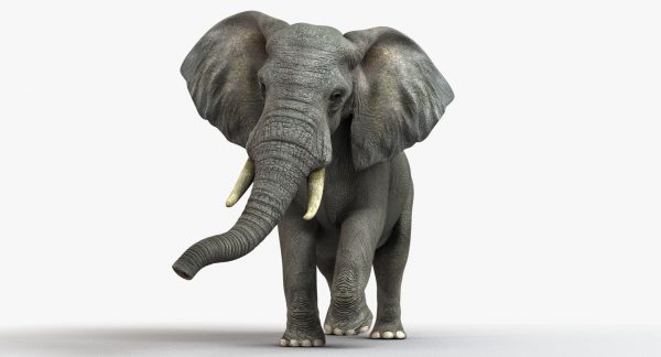 African Elephant (FUR) (ANIMATED) 3D Model Online | Animal 3D Model Online