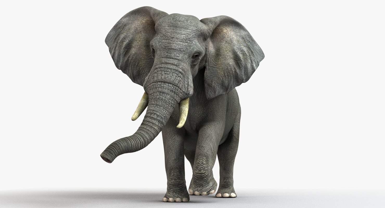 Buy African Elephant (Fur) (Animated) 3D Models Online | Massimo Righi