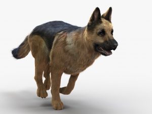 German Shepherd 3D Model Online