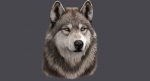 Wolf Head (FUR) 3D Model Online | Animal 3D Model Online