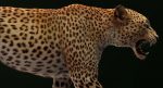 Leopard 3D Model Online | 3D Model Online