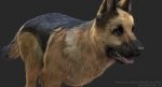 German Shepherd 3D Model Online