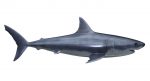 Great White Shark 3D Model Online