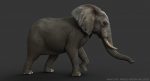 African Elephant (FUR) (ANIMATED) 3D Model Online | Animal 3D Model Online