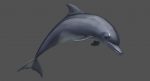 Dolphin 3D Model Online