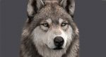 Wolf Head (FUR) 3D Model Online | Animal 3D Model Online