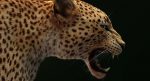 Leopard 3D Model Online | 3D Model Online