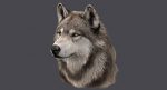 Wolf Head (FUR) 3D Model Online | Animal 3D Model Online