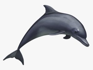 Dolphin 3D Model Online