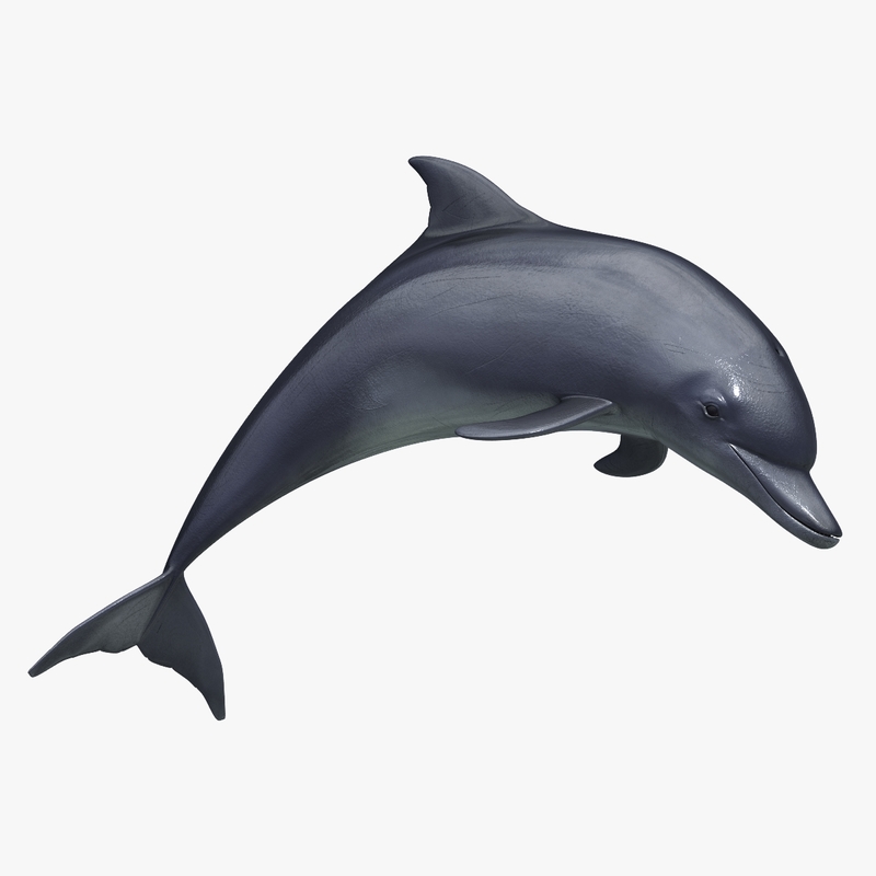 Дельфины 3d model