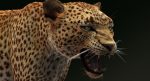 Leopard 3D Model Online | 3D Model Online