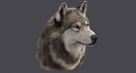 Wolf Head (FUR) 3D Model Online | Animal 3D Model Online