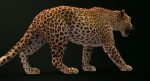 Leopard 3D Model Online | 3D Model Online