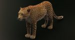 Leopard 3D Model Online | 3D Model Online