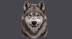 Wolf Head (FUR) 3D Model Online | Animal 3D Model Online