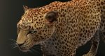 Leopard 3D Model Online | 3D Model Online