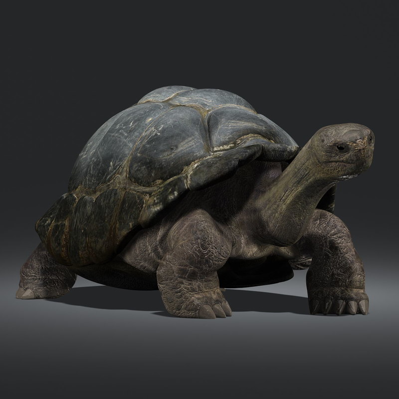 Buy TORTOISE (RIGGED) 3D Models Online | Massimo Righi