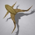 Green Frog 3D Model Online | 3D Model Online