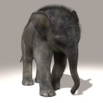 Elephant Calf 3D Model Online