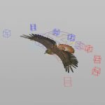 Hawk 3D Model Online | 3D Model Online