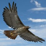 Hawk 3D Model Online | 3D Model Online