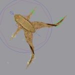 Green Frog 3D Model Online | 3D Model Online
